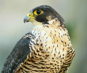 Birds of Prey Birthday Parties Birds of Prey Birthday Parties