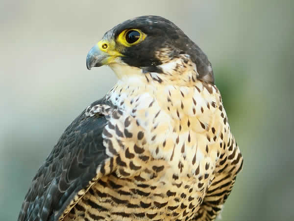 Birds of Prey Birthday Party Birds of Prey Birthday Party
